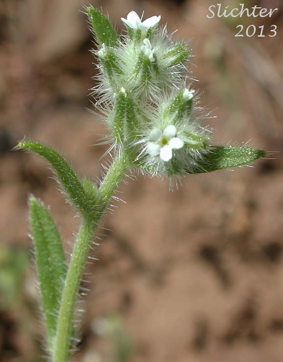 Inflorescence of Torrey's Cat's Eye, Torrey's Cryptantha: Cryptantha torreyana (Synonyms: Cryptantha calycosa, Cryptantha eastwoodiae, Cryptantha flexulosa, Cryptantha torreyana var. calycosa, Cryptantha torreyana var. pumila, Cryptantha torreyana var. torreyana)