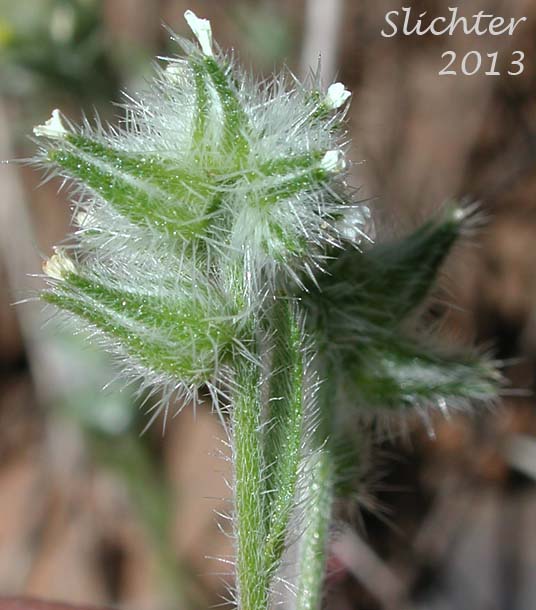 Close-up of the calyx of Torrey's Cat's Eye, Torrey's Cryptantha: Cryptantha torreyana (Synonyms: Cryptantha calycosa, Cryptantha eastwoodiae, Cryptantha flexulosa, Cryptantha torreyana var. calycosa, Cryptantha torreyana var. pumila, Cryptantha torreyana var. torreyana)