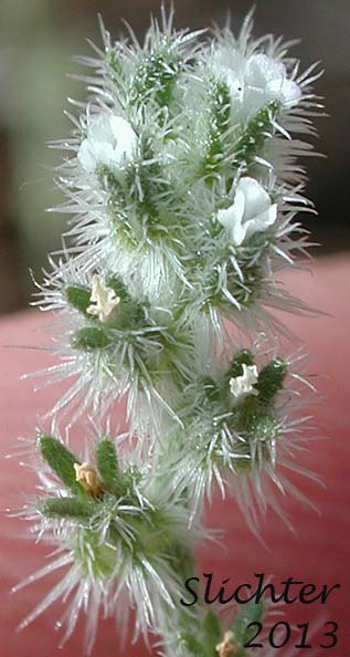 Inflorescence of Torrey's Cat's Eye, Torrey's Cryptantha: Cryptantha torreyana (Synonyms: Cryptantha calycosa, Cryptantha eastwoodiae, Cryptantha flexulosa, Cryptantha torreyana var. calycosa, Cryptantha torreyana var. pumila, Cryptantha torreyana var. torreyana)