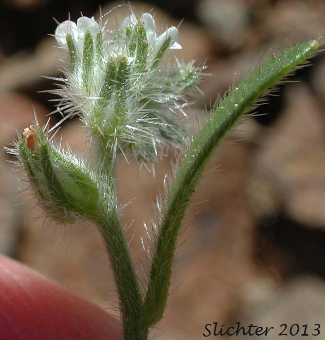 Inflorescence of Torrey's Cat's Eye, Torrey's Cryptantha: Cryptantha torreyana (Synonyms: Cryptantha calycosa, Cryptantha eastwoodiae, Cryptantha flexulosa, Cryptantha torreyana var. calycosa, Cryptantha torreyana var. pumila, Cryptantha torreyana var. torreyana)