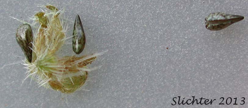 Close-ups of the nutlets ofWatson's Cat's-eye, Watson's Cryptanth, Watson's Cryptantha: Cryptantha watsonii