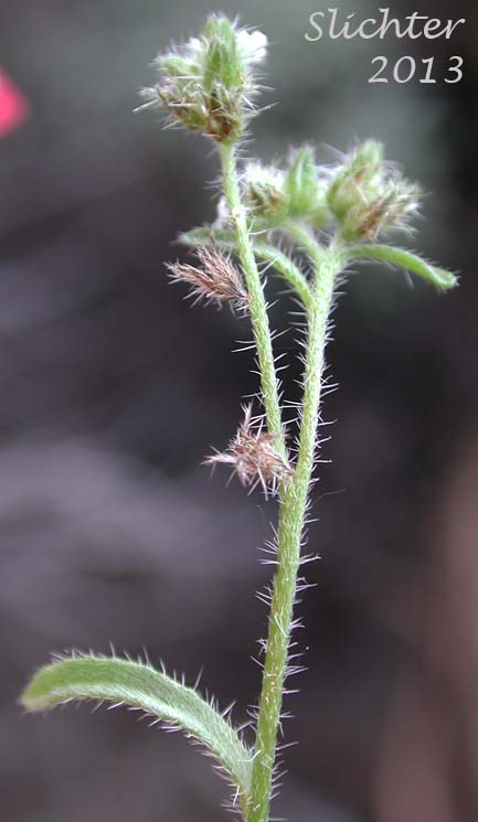 Inflorescence of Watson's Cat's-eye, Watson's Cryptanth, Watson's Cryptantha: Cryptantha watsonii