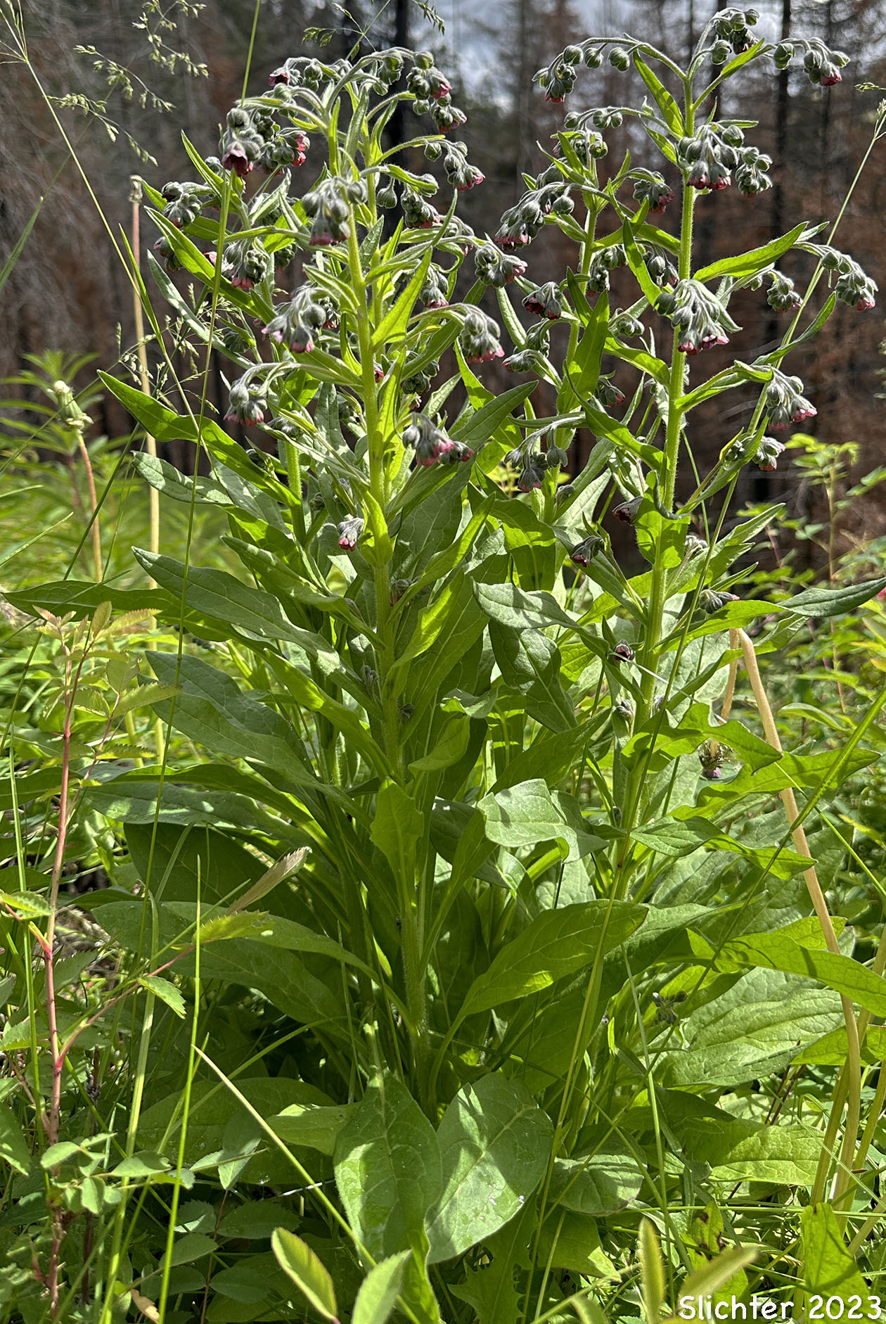 Common Hound's Tongue, Gypsy-flower, Hound's Tongue: Cynoglossum officinale