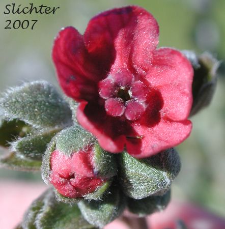 Common Hound's Tongue, Gypsy-flower, Hound's Tongue: Cynoglossum officinale