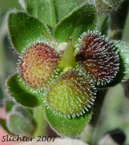 Common Hound's Tongue, Gypsy-flower, Hound's Tongue: Cynoglossum officinale