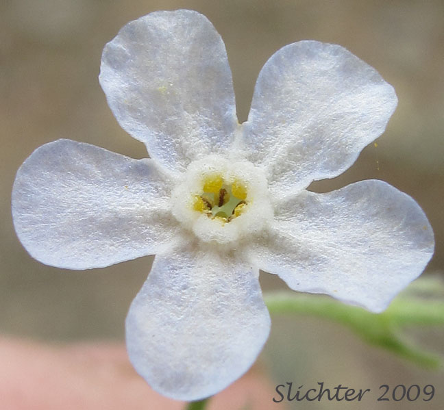 Flower of Okanogan Stickseed: Hackelia ciliata