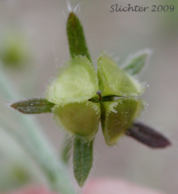 Prickly nutlets of Okanogan Stickseed: Hackelia ciliata