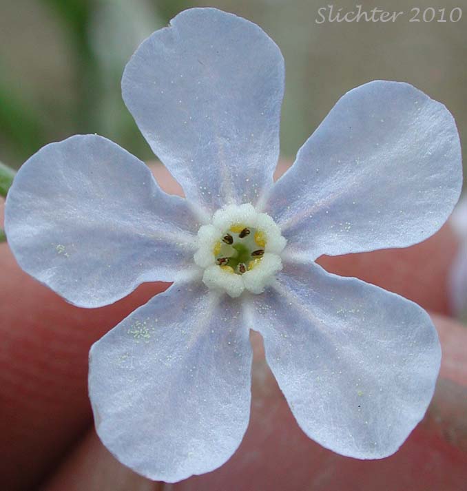 Flower of Okanogan Stickseed: Hackelia ciliata