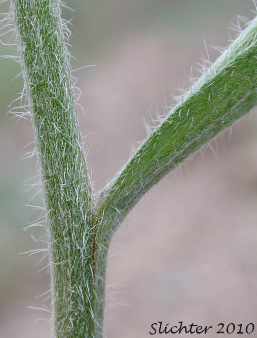 Stem and base of leaf of Okanogan Stickseed: Hackelia ciliata