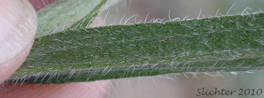 Upper surface of a stem leaf of Okanogan Stickseed: Hackelia ciliata