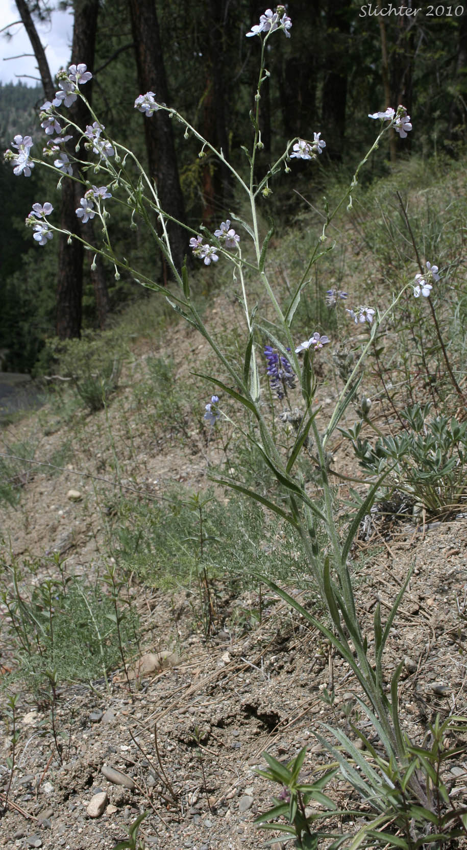 Okanogan Stickseed: Hackelia ciliata