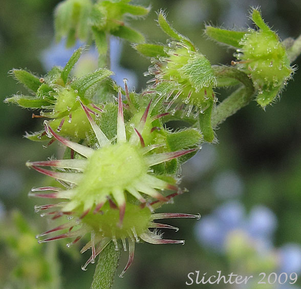 Hooked fruits of Blue Stickseed, Jessica Sticktight, Meadow Forget-me-not: Hackelia micrantha (Synonyms: Hackelia jessicae, Lappula micrantha)