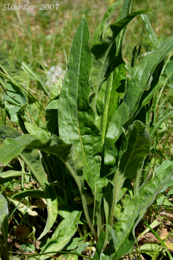 Basal leaf cluster of Blue Stickseed, Jessica Sticktight, Meadow Forget-me-not: Hackelia micrantha (Synonyms: Hackelia jessicae, Lappula micrantha)