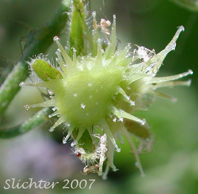 Prickly nutlet of Blue Stickseed, Jessica Sticktight, Meadow Forget-me-not: Hackelia micrantha (Synonyms: Hackelia jessicae, Lappula micrantha)