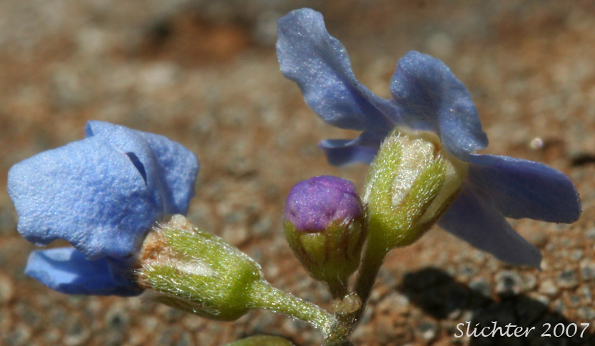 Flowers of Blue Stickseed, Jessica Sticktight, Meadow Forget-me-not: Hackelia micrantha (Synonyms: Hackelia jessicae, Lappula micrantha)