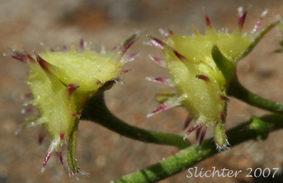 Prickly nutlets of Blue Stickseed, Jessica Sticktight, Meadow Forget-me-not: Hackelia micrantha (Synonyms: Hackelia jessicae, Lappula micrantha)