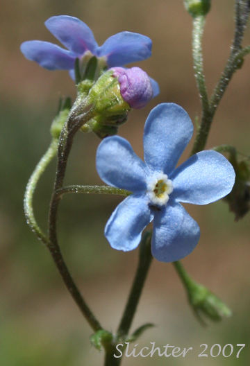 Flower of Blue Stickseed, Jessica Sticktight, Meadow Forget-me-not: Hackelia micrantha (Synonyms: Hackelia jessicae, Lappula micrantha)