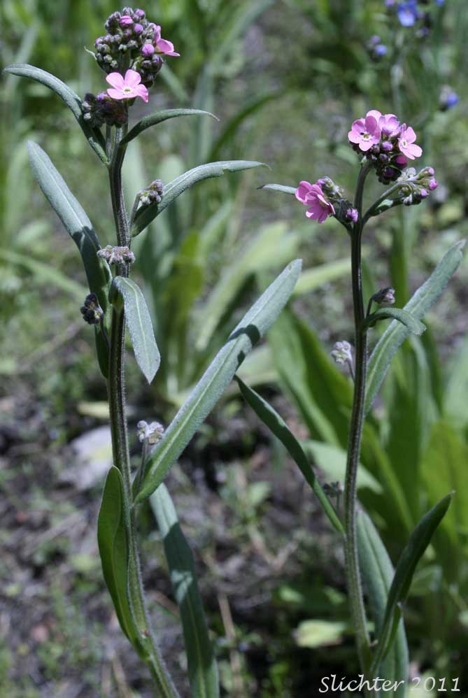 Blue Stickseed, Jessica Sticktight, Meadow Forget-me-not: Hackelia micrantha (Synonyms: Hackelia jessicae, Lappula micrantha)