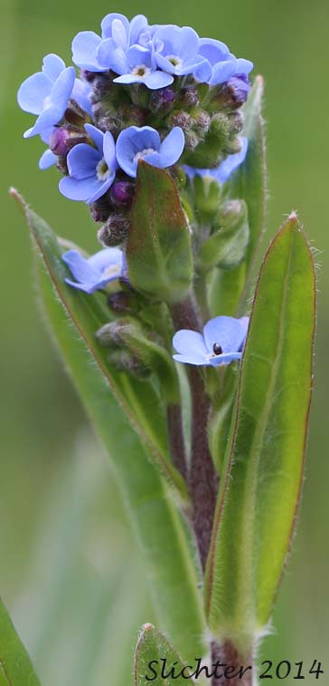 Blue Stickseed, Jessica Sticktight, Meadow Forget-me-not: Hackelia micrantha (Synonyms: Hackelia jessicae, Lappula micrantha)