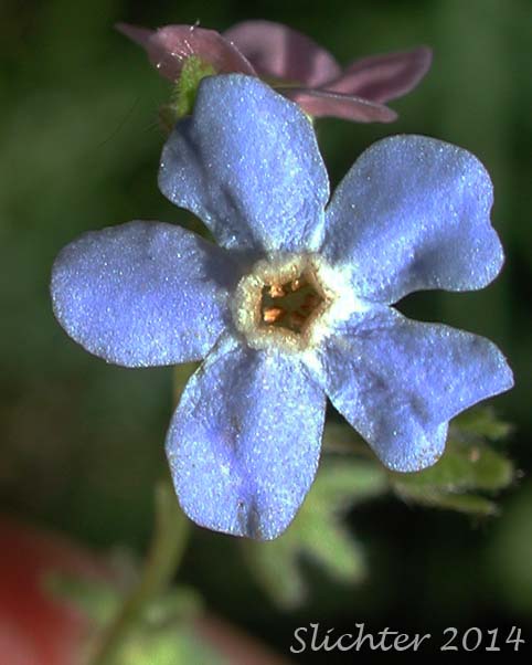 Blue Stickseed, Jessica Sticktight, Meadow Forget-me-not: Hackelia micrantha (Synonyms: Hackelia jessicae, Lappula micrantha)