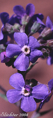 Flower of Blue Stickseed, Meadow Forget-me-not: Hackelia micrantha