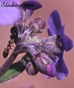 Flowers of Blue Stickseed, Meadow Forget-me-not: Hackelia micrantha