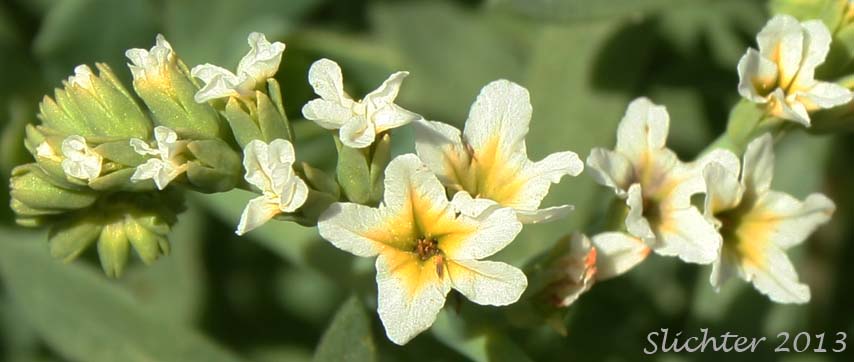 Flowers of Heliotrope, Salt Heliotrope, Seaside Heliotrope: Heliotropium curassavicum var. obovatum