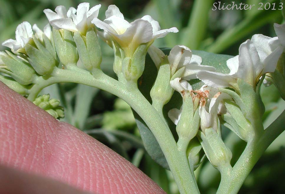 Heliotrope, Salt Heliotrope, Seaside Heliotrope: Heliotropium curassavicum var. obovatum