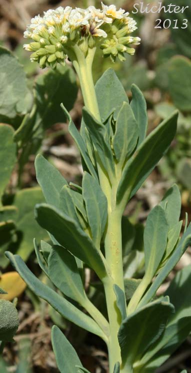 Heliotrope, Salt Heliotrope, Seaside Heliotrope: Heliotropium curassavicum var. obovatum