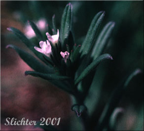 Corn Gromwell, Field Gromwell: Buglossoides arvensis (Synonym: Lithospermum arvense)