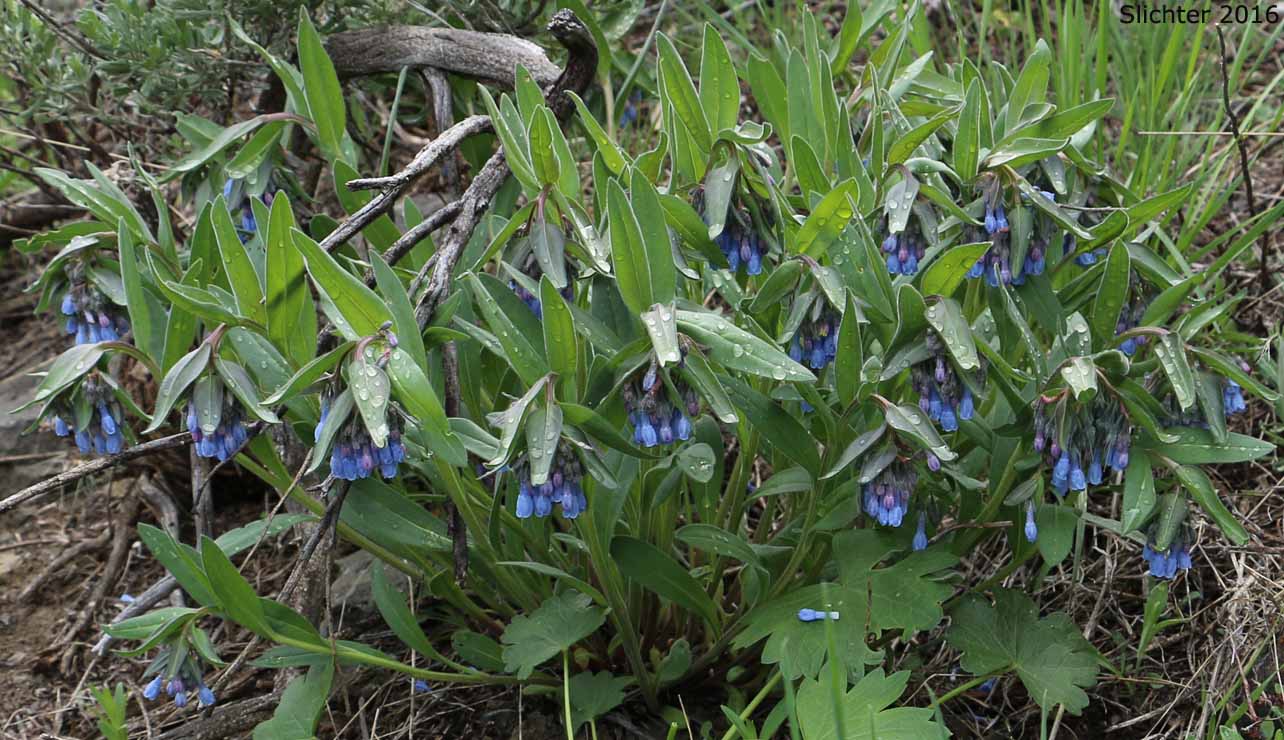 Leafy Bluebells, Prairie Mertensia, Bugle Lungwort, Oblong Bluebells, Sagebrush Bluebells: Mertensia oblongifolia (Synonyms: Mertensia oblongifolia var. amoena, Mertensia oblongifolia var. nevadensis, Mertensia oblongifolia var. oblongifolia, Mertensia x umbratilis)