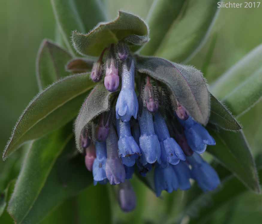 Toiyabe Bluebells: Mertensia cusickii (Synonym: Mertensia viridis)