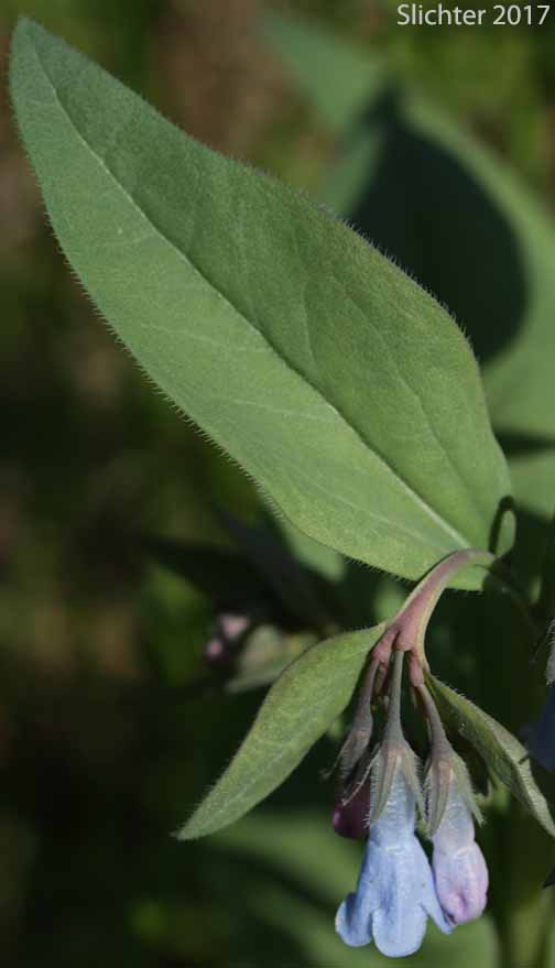 Toiyabe Bluebells: Mertensia cusickii (Synonym: Mertensia viridis)