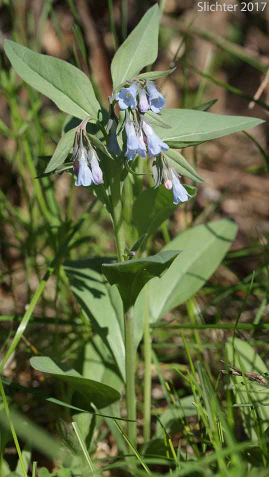 Toiyabe Bluebells: Mertensia cusickii (Synonym: Mertensia viridis)