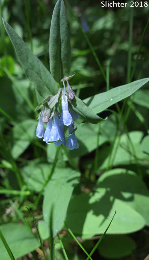 Toiyabe Bluebells: Mertensia cusickii (Synonym: Mertensia viridis)