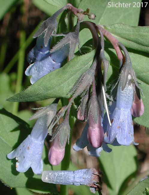 Toiyabe Bluebells: Mertensia cusickii (Synonym: Mertensia viridis)