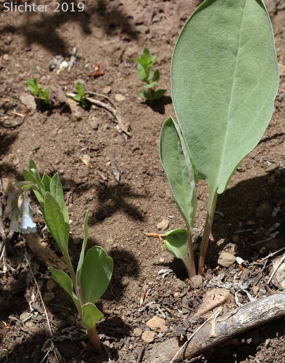 Toiyabe Bluebells: Mertensia cusickii (Synonym: Mertensia viridis)