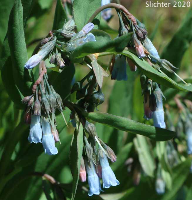 Leafy Bluebells, Prairie Mertensia, Bugle Lungwort, Oblong Bluebells, Sagebrush Bluebells: Mertensia oblongifolia (Synonyms: Mertensia oblongifolia var. amoena, Mertensia oblongifolia var. nevadensis, Mertensia oblongifolia var. oblongifolia, Mertensia x umbratilis)