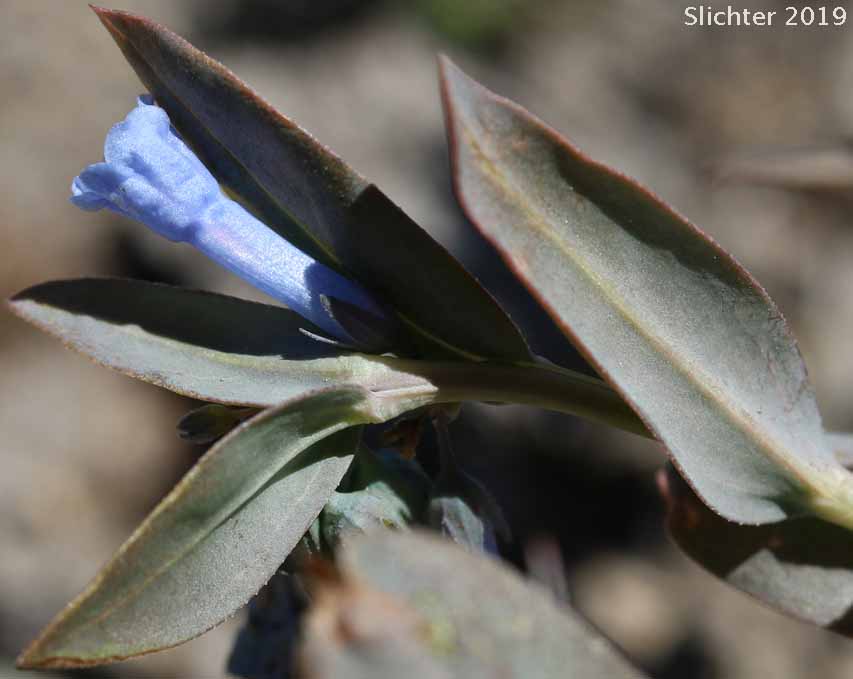 Leafy Bluebells, Prairie Mertensia, Bugle Lungwort, Oblong Bluebells, Sagebrush Bluebells: Mertensia oblongifolia (Synonyms: Mertensia oblongifolia var. amoena, Mertensia oblongifolia var. nevadensis, Mertensia oblongifolia var. oblongifolia, Mertensia x umbratilis)