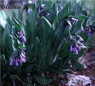 Leafy Bluebells, Prairie Mertensia, Bugle Lungwort, Oblong Bluebells, Sagebrush Bluebells: Mertensia oblongifolia (Synonyms: Mertensia oblongifolia var. amoena, Mertensia oblongifolia var. nevadensis, Mertensia oblongifolia var. oblongifolia, Mertensia x umbratilis)