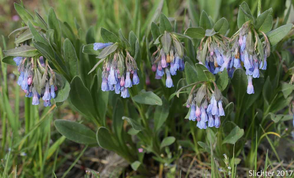 Leafy Bluebells, Prairie Mertensia, Bugle Lungwort, Oblong Bluebells, Sagebrush Bluebells: Mertensia oblongifolia (Synonyms: Mertensia oblongifolia var. amoena, Mertensia oblongifolia var. nevadensis, Mertensia oblongifolia var. oblongifolia, Mertensia x umbratilis)