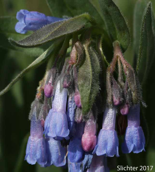 Inflorescence of Leafy Bluebells, Prairie Mertensia, Bugle Lungwort, Oblong Bluebells, Sagebrush Bluebells: Mertensia oblongifolia (Synonyms: Mertensia oblongifolia var. amoena, Mertensia oblongifolia var. nevadensis, Mertensia oblongifolia var. oblongifolia, Mertensia x umbratilis)