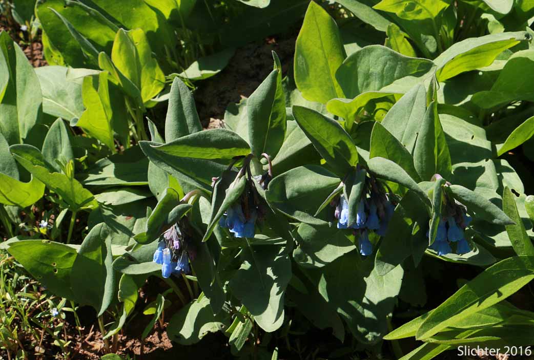 Leafy Bluebells, Prairie Mertensia, Bugle Lungwort, Oblong Bluebells, Sagebrush Bluebells: Mertensia oblongifolia (Synonyms: Mertensia oblongifolia var. amoena, Mertensia oblongifolia var. nevadensis, Mertensia oblongifolia var. oblongifolia, Mertensia x umbratilis)