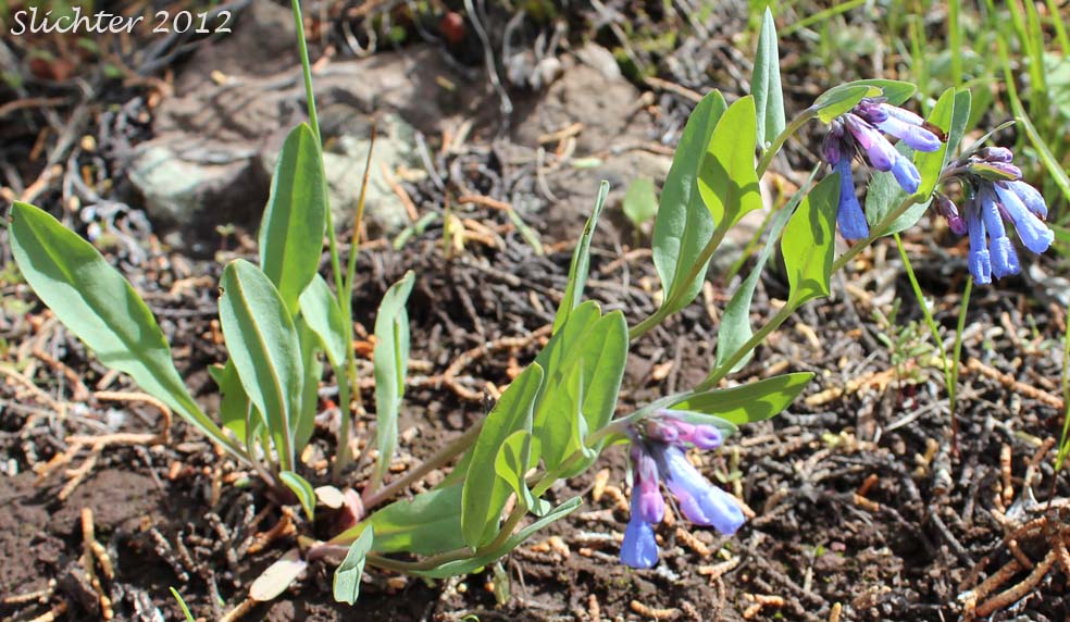 Leafy Bluebells, Prairie Mertensia, Bugle Lungwort, Oblong Bluebells, Sagebrush Bluebells: Mertensia oblongifolia (Synonyms: Mertensia oblongifolia var. amoena, Mertensia oblongifolia var. nevadensis, Mertensia oblongifolia var. oblongifolia, Mertensia x umbratilis)