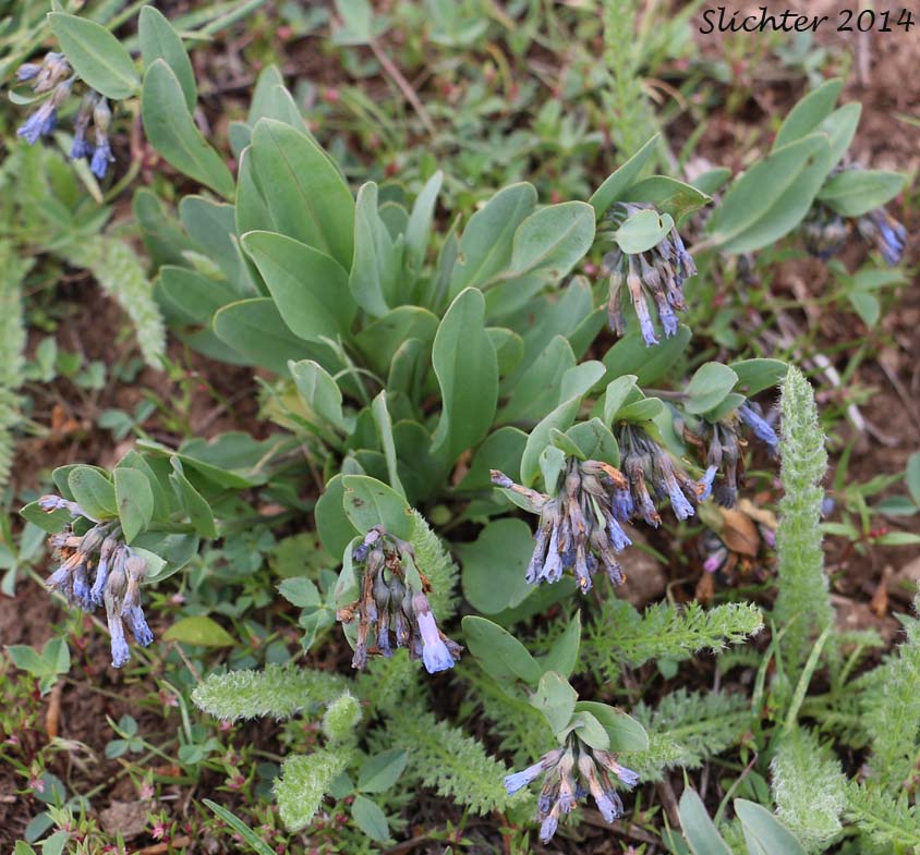Leafy Bluebells, Prairie Mertensia, Bugle Lungwort, Oblong Bluebells, Sagebrush Bluebells: Mertensia oblongifolia (Synonyms: Mertensia oblongifolia var. amoena, Mertensia oblongifolia var. nevadensis, Mertensia oblongifolia var. oblongifolia, Mertensia x umbratilis)