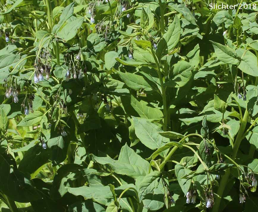 Tall Bluebells, Tall Lungwort, Tall Mt. Mertensia, Northern Bluebells, Panicle Bluebells: Mertensia paniculata var. borealis