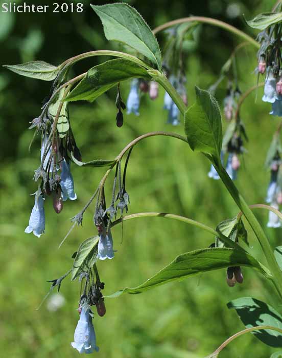 Tall Bluebells, Tall Lungwort, Tall Mt. Mertensia, Northern Bluebells, Panicle Bluebells: Mertensia paniculata var. borealis