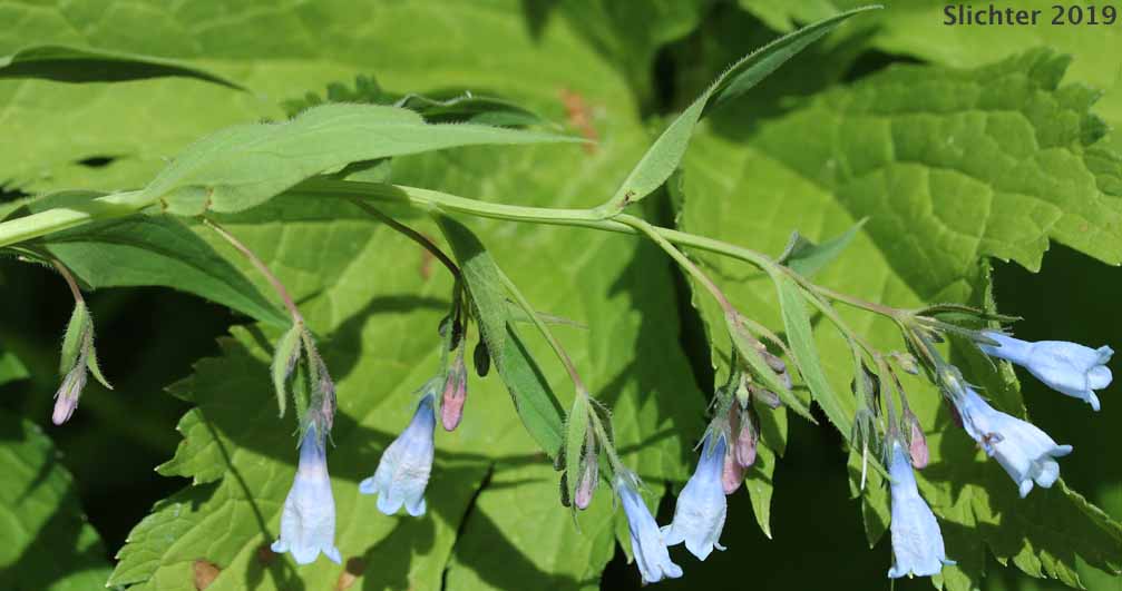 Tall Bluebells, Tall Lungwort, Tall Mt. Mertensia, Northern Bluebells, Panicle Bluebells: Mertensia paniculata var. borealis