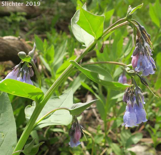 Tall Bluebells, Tall Lungwort, Tall Mt. Mertensia, Northern Bluebells, Panicle Bluebells: Mertensia paniculata var. borealis
