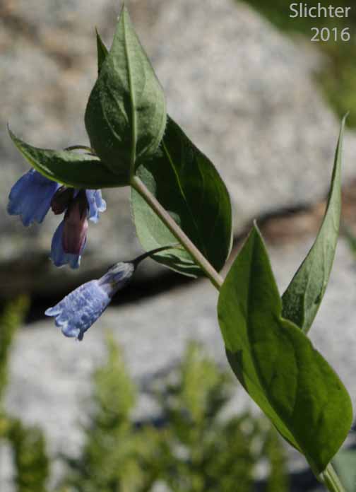 Tall Bluebells, Tall Lungwort, Tall Mt. Mertensia, Northern Bluebells, Panicle Bluebells: Mertensia paniculata var. borealis